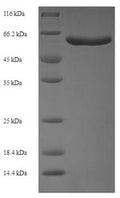 Recombinant Human Syntaphilin (SNPH), partial – Figure 1 of 1