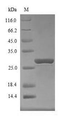 (Tris-Glycine gel) Discontinuous SDS-PAGE (reduced) with 5% enrichment gel and 15% separation gel.