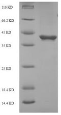 Recombinant Rat Suppressor of cytokine signaling 3 (Socs3) – Figure 1 of 1