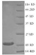 Recombinant Mouse Superoxide dismutase [Cu-Zn] (Sod1) – Figure 1 of 1