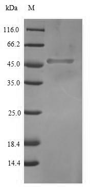 Recombinant Human Transcription factor SOX-2 (SOX2) – Figure 1 of 1
