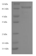 Recombinant Human Hyaluronidase PH-20 (SPAM1) – Figure 1 of 1