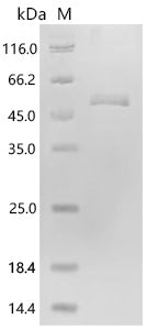 Recombinant Bovine SPARC (SPARC) – Figure 1 of 1