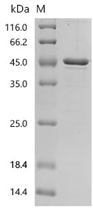 (Tris-Glycine gel) Discontinuous SDS-PAGE (reduced) with 5% enrichment gel and 15% separation gel.