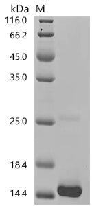 (Tris-Glycine gel) Discontinuous SDS-PAGE (reduced) with 5% enrichment gel and 15% separation gel.