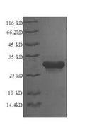 Recombinant Chicken Syntaxin-6 (STX6), partial – Figure 1 of 1