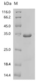 (Tris-Glycine gel) Discontinuous SDS-PAGE (reduced) with 5% enrichment gel and 15% separation gel.