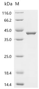 (Tris-Glycine gel) Discontinuous SDS-PAGE (reduced) with 5% enrichment gel and 15% separation gel.