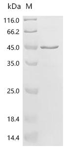 (Tris-Glycine gel) Discontinuous SDS-PAGE (reduced) with 5% enrichment gel and 15% separation gel.