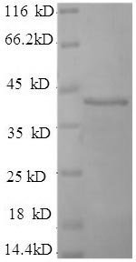 Recombinant Human Synaptotagmin-1 (SYT1), partial – Figure 1 of 1
