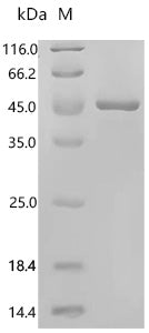 Recombinant Human Transaldolase (TALDO1) – Figure 1 of 1