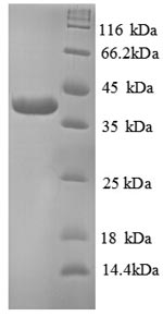Recombinant Human TRAF family member-associated NF-kappa-B activator (TANK), partial – Figure 1 of 1