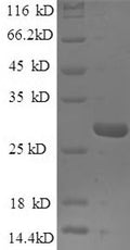 Recombinant Saccharomyces cerevisiae TATA-box-binding protein (SPT15) – Figure 1 of 1