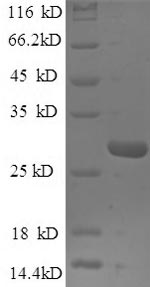 Recombinant Saccharomyces cerevisiae TATA-box-binding protein (SPT15) – Figure 1 of 1