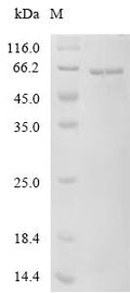 Recombinant Human Transcription factor EB (TFEB) – Figure 1 of 1