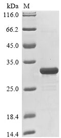 (Tris-Glycine gel) Discontinuous SDS-PAGE (reduced) with 5% enrichment gel and 15% separation gel.