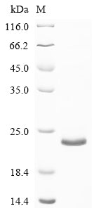 Recombinant Mouse Transforming growth factor beta-1 proprotein (Tgfb1), partial – Figure 1 of 1