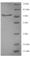 Recombinant Human Transforming growth factor beta-3 proprotein (TGFB3), partial – Figure 1 of 1