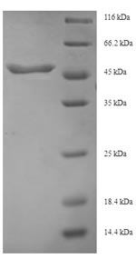 Recombinant Human Transforming growth factor beta-3 proprotein (TGFB3), partial – Figure 1 of 1