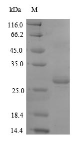 Recombinant Mouse Thrombospondin-2 (Thbs2), partial – Figure 1 of 1
