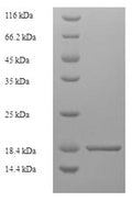 Recombinant Dog Tight junction protein ZO-1 (TJP1), partial – Figure 1 of 1