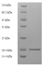 Recombinant Dog Tight junction protein ZO-1 (TJP1), partial – Figure 1 of 1