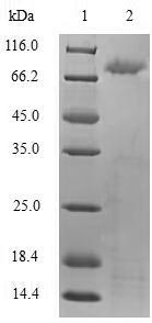 Recombinant Human Toll-like receptor 2 (TLR2), partial – Figure 1 of 1