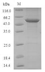 Recombinant Mouse Toll-like receptor 7 (Tlr7), partial – Figure 1 of 1