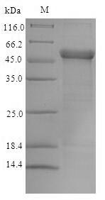 Recombinant Human Trimethyllysine dioxygenase, mitochondrial (TMLHE) – Figure 1 of 1
