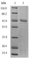 Recombinant Sheep Tumor necrosis factor (TNF), partial – Figure 1 of 1