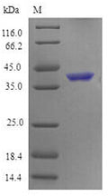 Recombinant Mouse Tumor necrosis factor receptor superfamily member 4 (Tnfrsf4), partial – Figure 1 of 1