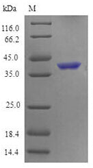 Recombinant Mouse Tumor necrosis factor receptor superfamily member 4 (Tnfrsf4), partial – Figure 1 of 1