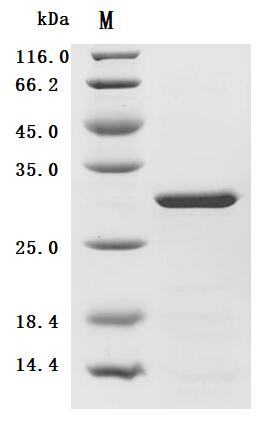 (Tris-Glycine gel) Discontinuous SDS-PAGE (reduced) with 5% enrichment gel and 15% separation gel.