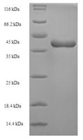 Recombinant Human Tumor necrosis factor ligand superfamily member 12 (TNFSF12), partial – Figure 1 of 1