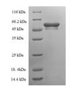 Recombinant Mouse Tryptase beta-2 (Tpsb2) – Figure 1 of 1