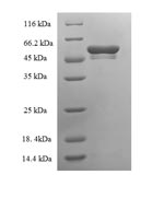 Recombinant Mouse Tryptase beta-2 (Tpsb2) – Figure 1 of 1
