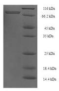 Recombinant Human TNF receptor-associated factor 5 (TRAF5) – Figure 1 of 1