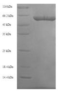 Recombinant Human Elongation factor Tu, mitochondrial (TUFM) – Figure 1 of 1