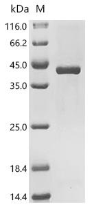 (Tris-Glycine gel) Discontinuous SDS-PAGE (reduced) with 5% enrichment gel and 15% separation gel.