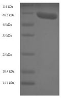 Recombinant Rabbit Vascular endothelial growth factor A (VEGFA) – Figure 1 of 1