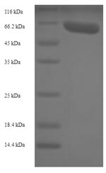 Recombinant Rabbit Vascular endothelial growth factor A (VEGFA) – Figure 1 of 1