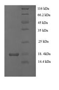 Recombinant Mouse Vascular endothelial growth factor C (Vegfc) – Figure 1 of 1