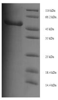 Recombinant Mouse Proto-oncogene Wnt-3 (Wnt3) – Figure 1 of 1