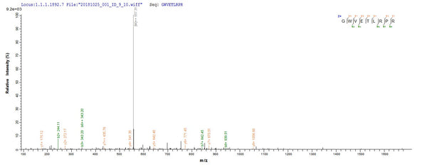 Based on the SEQUEST from database of E.coli host and target protein, the LC-MS/MS Analysis result of CSB-EP026136HU could indicate that this peptide derived from E.coli-expressed Homo sapiens (Human) WNT3A.