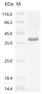 (Tris-Glycine gel) Discontinuous SDS-PAGE (reduced) with 5% enrichment gel and 15% separation gel.