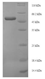 Recombinant Human Protein Wnt-4 (WNT4) – Figure 1 of 1