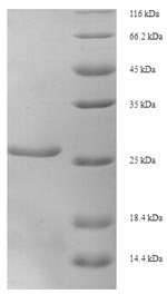 Recombinant Human X-ray repair cross-complementing protein 5 (XRCC5), partial – Figure 1 of 1