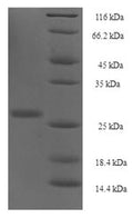 Recombinant Human Protein yippee-like 1 (YPEL1) – Figure 1 of 1