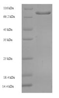 Recombinant Human Zinc finger protein 165 (ZNF165) – Figure 1 of 1
