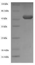 Recombinant Mouse Zinc finger protein 346 (Znf346) – Figure 1 of 1